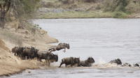 Maasai Mara Safari Tour