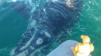 Whale Watching from Hermanus