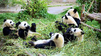 Full-Day Volunteer Tour of Dujiangyan Giant Panda Project