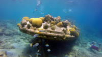 Certified Scuba Diving in Curacao