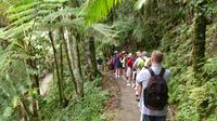 Rainforest Nature Walk to Waterfall Adventure