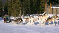 1-Hour Winter Dog Mushing and Sledding in Fairbanks