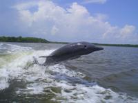 Manatee Ecotour and Shelling Adventure