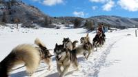 Pagosa Springs Dogsled Adventure