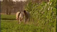 Half-Day Trip to Egyptian Green Farm from Cairo with Breakfast