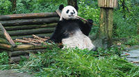 Giant Panda and Leshan Buddha Day Trip from Chengdu