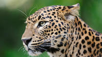 Full day Game Drive at Wilpattu National Park