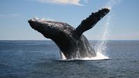 Whale-Watching Tour from Augusta or Busselton with Optional Captains Lounge Upgrade