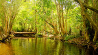 Private Half Day Tour: Exclusive World Heritage Rainforest and Waterfall Tour from Cairns