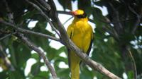 2-Day Birdwatching Tour de Langkawi