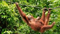 Full-Day Orangutan Excursion and City Tour in Sandakan