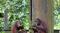 Full-Day Sepilok Orangutan Center et Sandakan Ville
