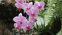 Half-Day Kota Kinabalu Orchid Tour