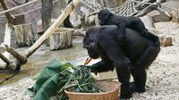 Eintrittskarte für den Prager Zoo inklusive Hin- und Rückfahrt Eintrittskarte für den Prager Zoo inklusive Hin- und Rückfahrt