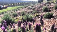 Maui Farm Tourのベストを経験 Maui Farm Tourのベストを経験