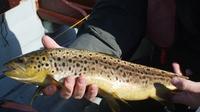 Brown Trout Fly Fishing Day Tour in Lough Corrib County Galway image 1 Brown Trout Fly Fishing Day Tour in Lough Corrib County Galway image 1