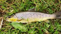 Brown Trout Fly Fishing Day Tour in Lough Corrib County Galway image 1 Brown Trout Fly Fishing Day Tour in Lough Corrib County Galway image 1