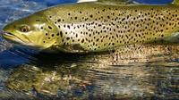 Brown Trout Fly Fishing Day Tour in Lough Corrib County Galway image 1 Brown Trout Fly Fishing Day Tour in Lough Corrib County Galway image 1