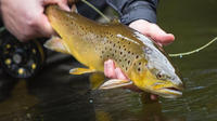 Brown Trout Fly Fishing Day Tour in Lough Corrib County Galway image 1 Brown Trout Fly Fishing Day Tour in Lough Corrib County Galway image 1