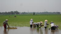 Mekong Delta 3-Day Small Group Tour Including Biking and Floating Markets