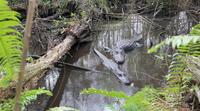 Full Day Kayak Adventure In The Everglades