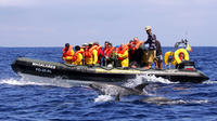Half-Day Whale and Dolphin Watching Tour