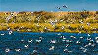Birdwatching dans le fleuve estuaire du Tage