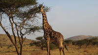14 Day Tanzania Private Family Safari: Serengeti Ngorongoro Crater, Masai Village, Lake Manyara, Moshi and Zanzibar