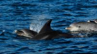 Dolphin Watching Tour from Lisbon