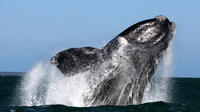 Whale Watching from Gansbaai