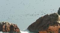 Ballestas Islands Sightseeing Boat Ride from Paracas