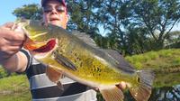 6-Hour Peacock Bass Fishing Trip near Key Largo