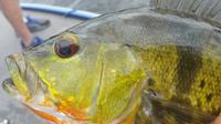 マイアミピーコックバス釣り旅行 マイアミピーコックバス釣り旅行