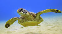 Barbados Shore Excursion: Turtle Feed and Swim Tour