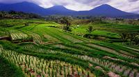 Private Full-Day Bedugul Village and Jatiluwih Rice Fields Tour from Bali