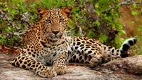 Yala National Park Adventure from Galle