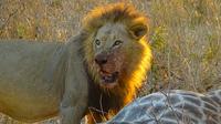 Victoria Falls- Chobe Day Trip