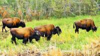 Mountain Buffalo Half-Day Tour from Yellowknife