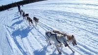 Yellowknife Dog Sledding Tour