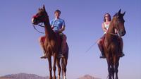 Horse Riding in Dahab