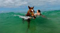Horse Swimming Ride from Rainbow Beach