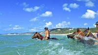 Horse Swimming Ride from Rainbow Beach image 1 Horse Swimming Ride from Rainbow Beach image 1