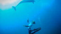 Trip Mornington Peninsula Day de Melbourne Y compris Dolphin Swim Cruise