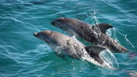 Mornington Peninsula Dolphin and Seal Cruise from Sorrento