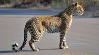 4-Day Kruger National Park Safari from Johannesburg