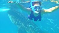 Full Day Whale Shark Experience with Tumalog Falls from Cebu