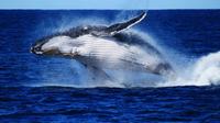 Whale Watching Cruise from Redcliffe, Brisbane or the Sunshine Coast