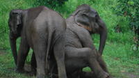 Découverte du Parc de la protection des éléphants de Baan Chang au départ de Chiang Mai