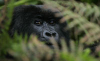 2-Day Gorilla Trek Experience de Kigali