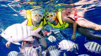 Cozumel Scenic Drive et Snorkeling Transport inclus De Cancun